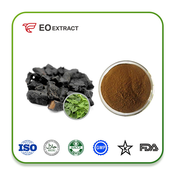 Polygonum Powder