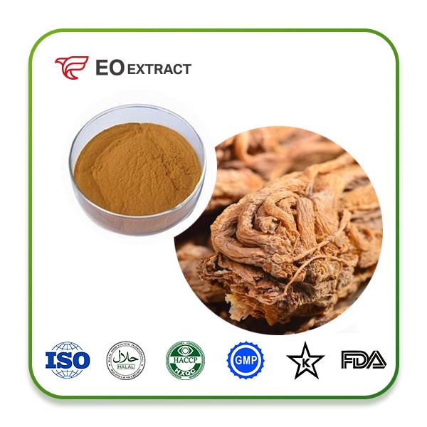 Angelica Extract Powder