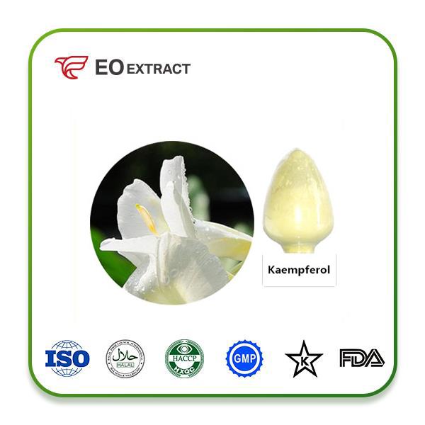 Kaempferol Extract