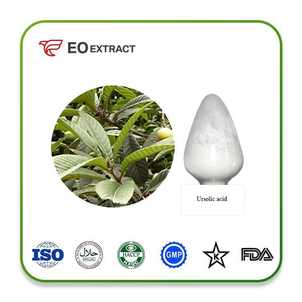 Loquat Leaf Extract