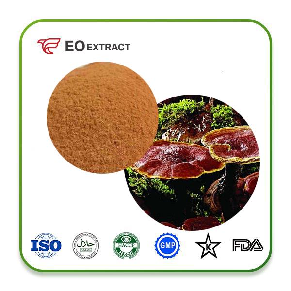 Reishi Mushroom Extract Powder