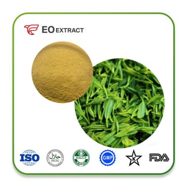 Green Tea Extract Powder