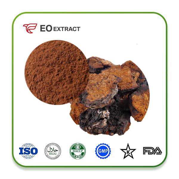 Wild Chaga Mushroom Extract Powder